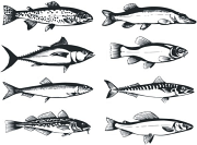 --- FISKEMETODER ---