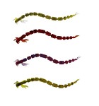 Westin BloodTeez Worm 5,5cm 10-pack