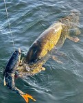 Westin Ricky The Roach Inline 35cm 585g Sinking