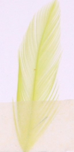 Veniard färg för fjäder och hår - insect green