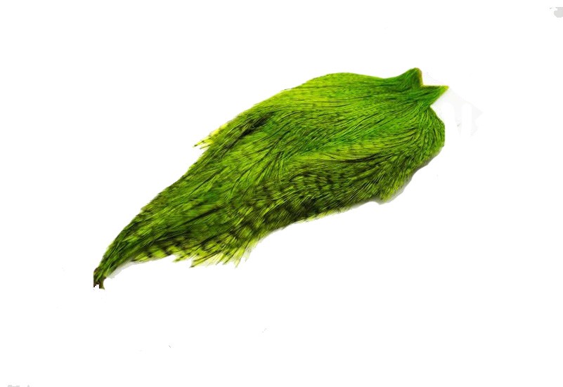 Whiting Coq de Leon tuppnacke - Badger/fluo Green Chartr.